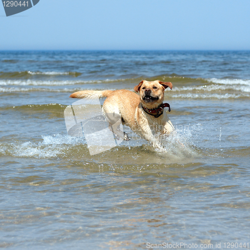 Image of active labrador