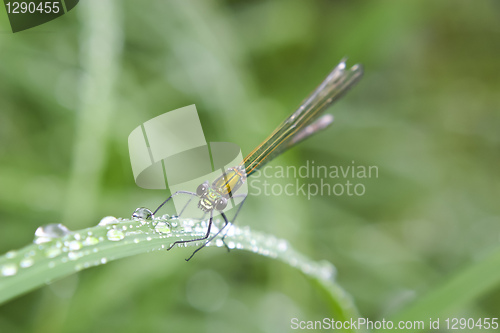 Image of Dragonfly macro