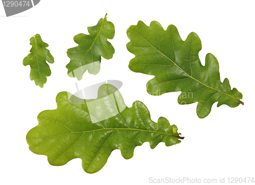 Image of green leaves of oak tree