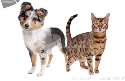 Image of Dog and cat