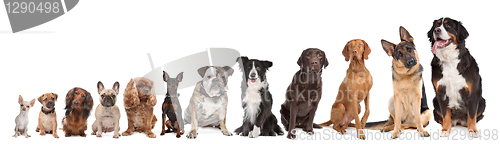 Image of twelve dogs in a row