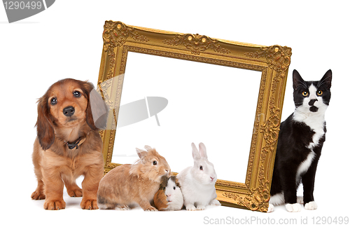 Image of group of pets standing around a golden picture frame
