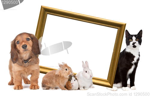 Image of group of pets standing around a golden picture frame