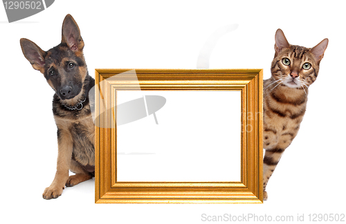 Image of Cat and dog side to side