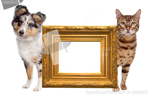 Image of Cat and dog side to side