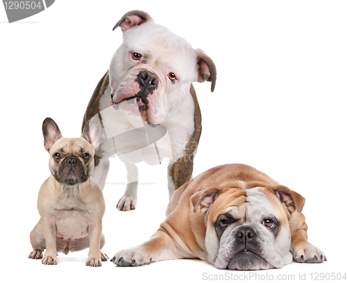 Image of The Bulldog Family