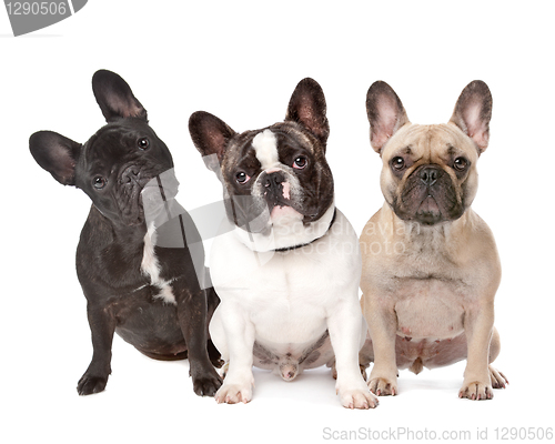 Image of three French Bulldogs in a row