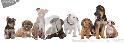 Image of large group of puppies