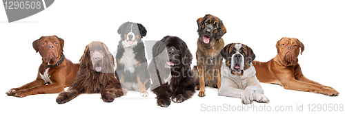 Image of Large group of big dogs