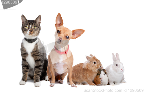 Image of Group of pets