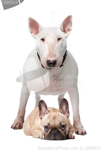 Image of Bull terrier and French bulldog