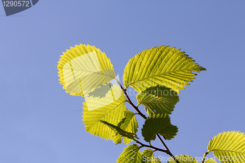 Image of Green leaves against blue sky - Ecology
