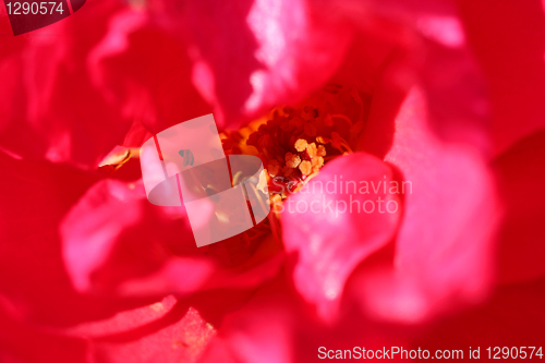 Image of Heart of Wild Red Rose for Backgrounds