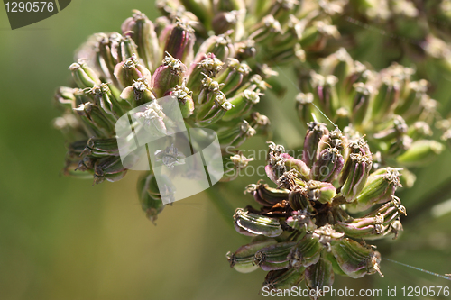 Image of Background of green plant seedcases (Angelica sylvestris)