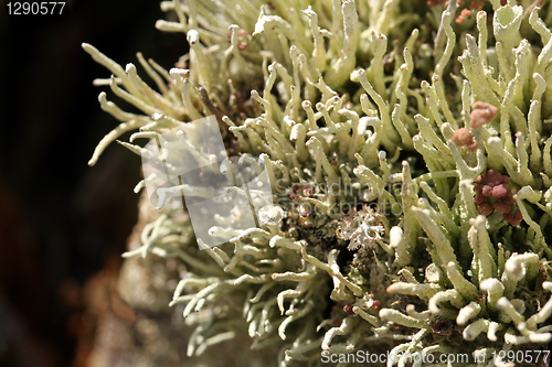 Image of Background of Lichens (Cladonia)