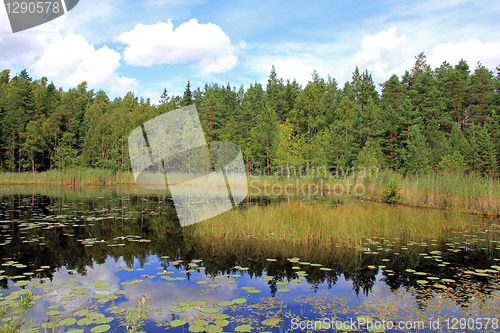Image of Calm Marshland Lake in Finland at Late Summer