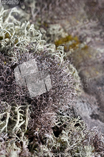 Image of Various lichens macro landscape