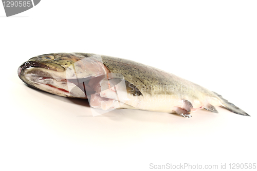 Image of Trout