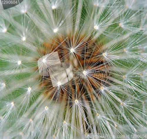 Image of Dandelion