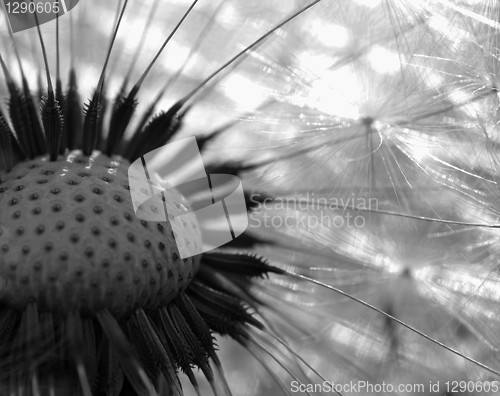 Image of Dandelion