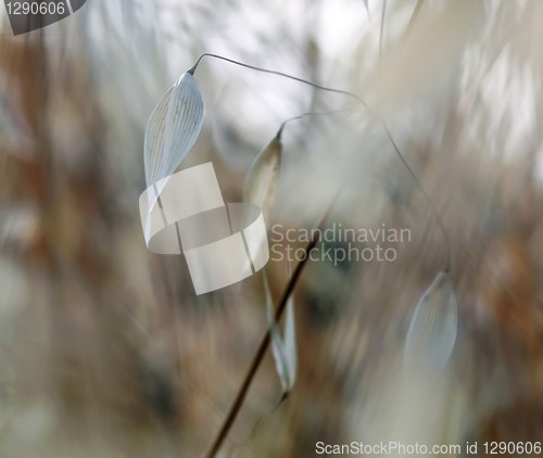 Image of Dry grass