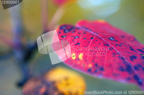 Image of autumn leaf