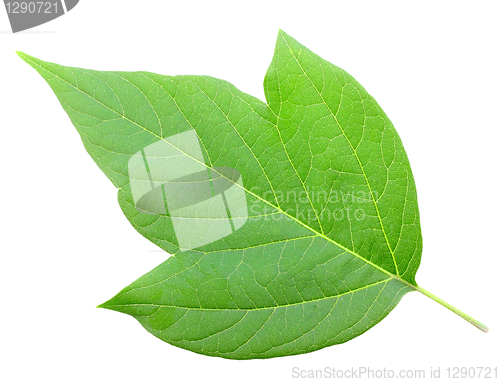 Image of One green leaf
