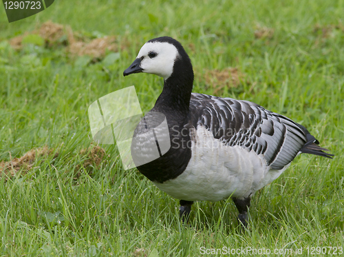 Image of Barnacle goose