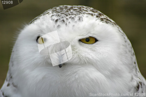 Image of snowy owl