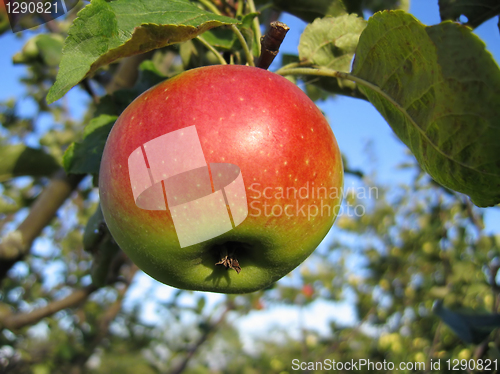 Image of tasty apple 