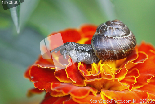 Image of snail