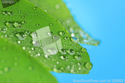 Image of raindrops