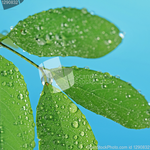 Image of randrops on green leaves