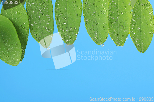 Image of blue background with green leaves