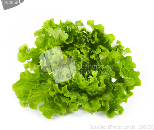 Image of fresh green lettuce