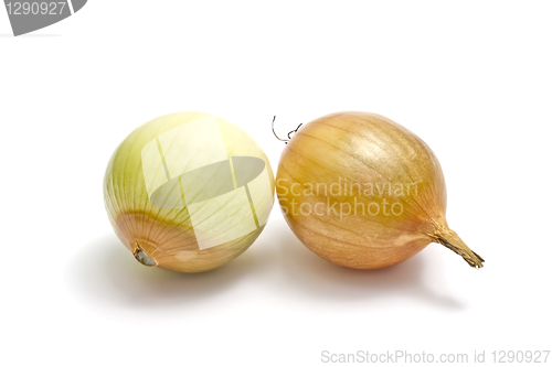 Image of Onions closeup