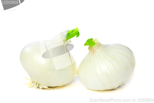 Image of Beautiful Onion Isolated on White