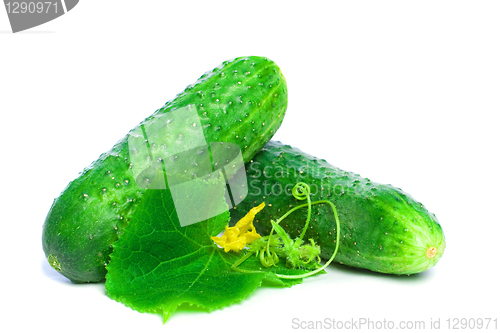 Image of Green Cucumber Vegetable with Leaves Isolated on White Backgroun