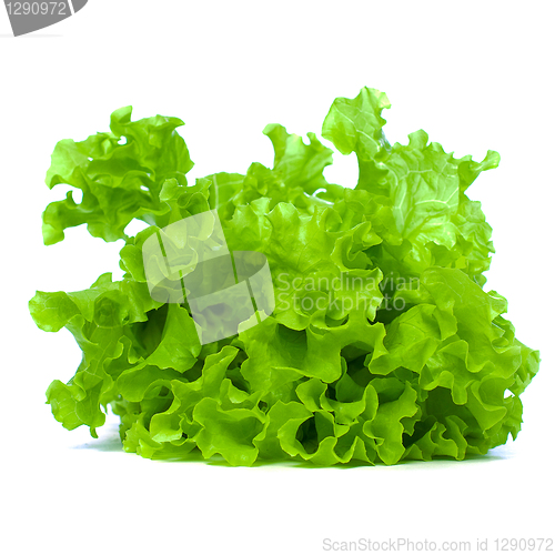 Image of Green Leaves Lettuce Isolated on White Background