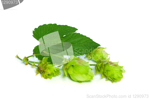 Image of Hop Isolatet on White - Closeup