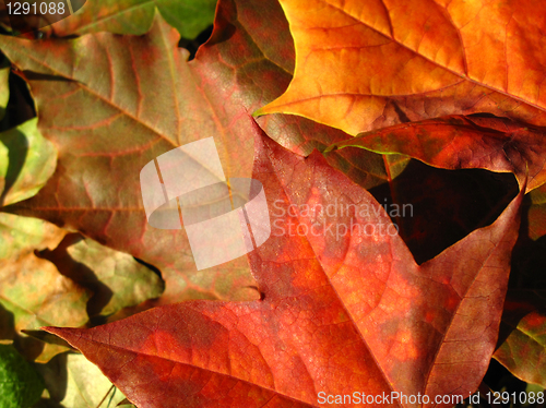 Image of fall leaves