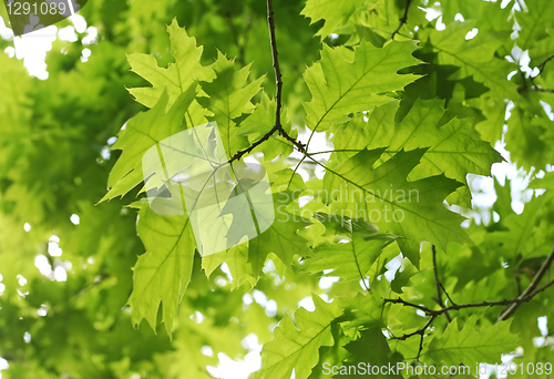 Image of fresh green leaves