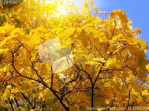 Image of autumn tree on blue sky background