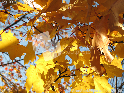 Image of autumn leaves of maple tree