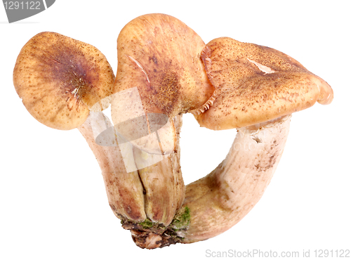 Image of Group of three fresh mushroom