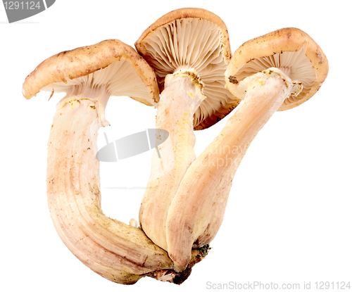 Image of Group of three fresh mushroom