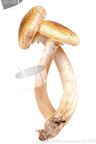 Image of Group of two fresh mushroom
