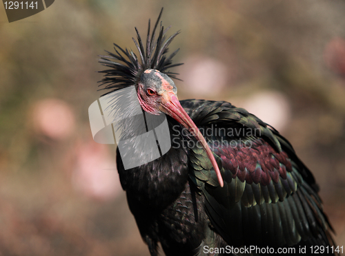 Image of Portrait of a Northern Bald Ibis