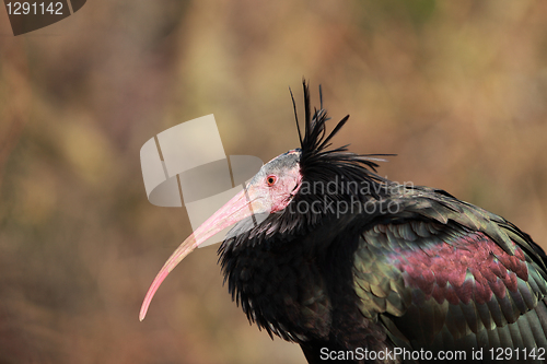 Image of Profile of a Northern Bald Ibis