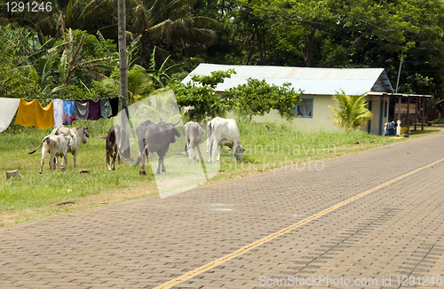 Image of cows bulls grazing Big Corn Island Nicaragua